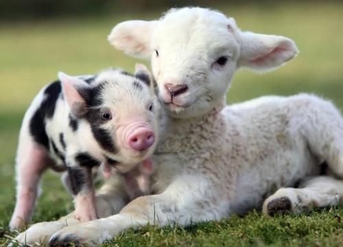 ANimals